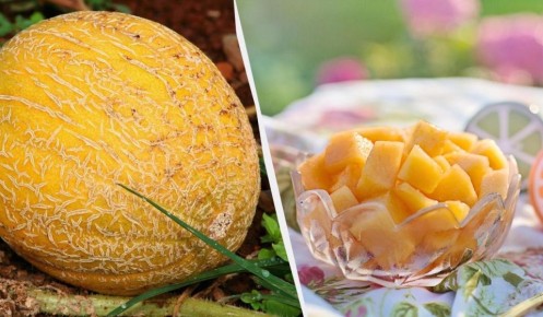 Как выбрать идеальную дыню: секреты выбора сладких плодов