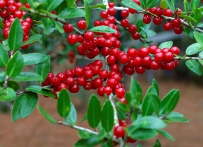 Как вырастить клюкву на своем участке: советы и рекомендации