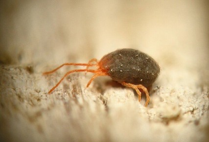 Как защитить плодовитый сад от бурого плодового клеща: важные советы