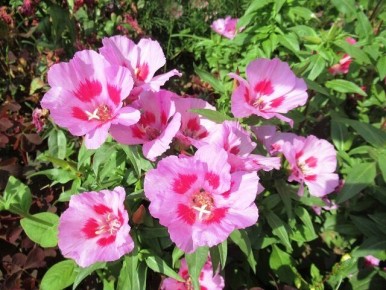 Как вырастить годецию: секреты ухода за прекрасным цветком, который радует глаз до поздней осени