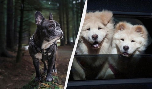 Какие собаки выделяются неприятным запахом? Узнайте перед тем, как завести пушистого друга