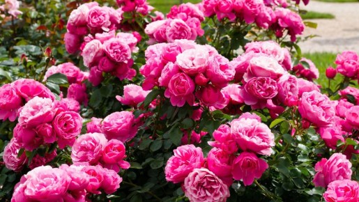 Розы станут отрадой для глаз: незатейливая подкормка сделает бутоны пышными