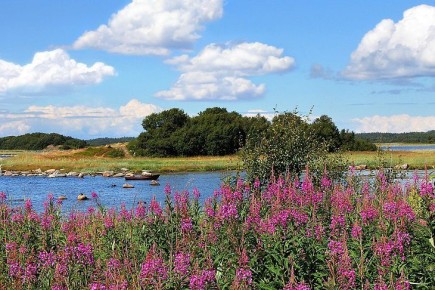 Развеян миф об иван-чае: врач объяснила, почему им нельзя увлекаться