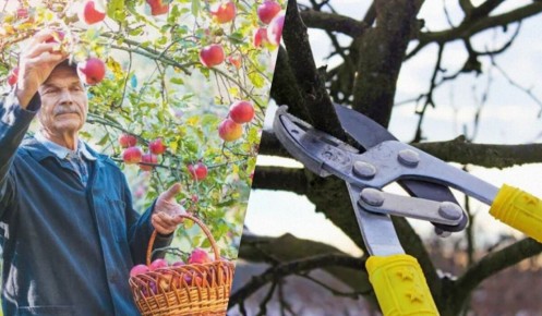 Деревья зимой: обрезка в декабре — мифы и реальность