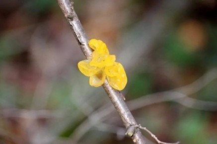 В Тульских лесах продолжается грибная охота