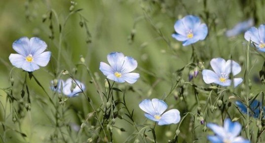 Смоленская область стала лидером ЦФО по производству льноволокна