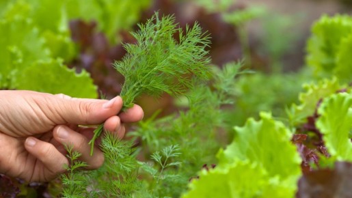 Одно из растений погибнет: эта зелень не уживется по соседству друг с другом