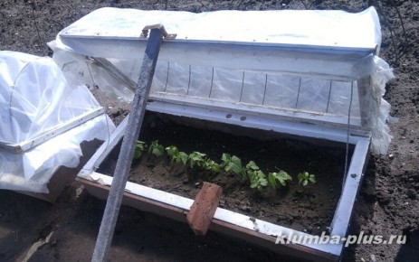 Создание парника из старых окон: лёгкий способ обеспечить урожай