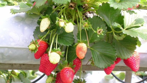 Почему ваш урожай клубники разочаровывает: основные причины и решения