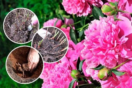 Как правильно пересаживать пионы: советы для успешного цветника