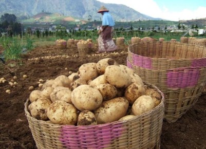 Картофельный отвар: природный друг вашего сада