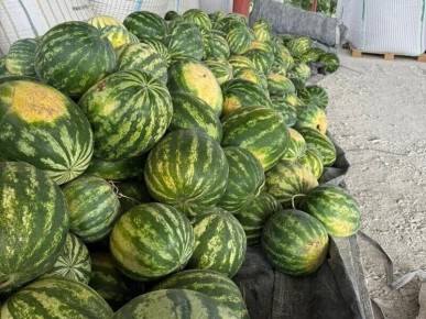 Предгорье: первые арбузы местного производства удивляют урожайностью