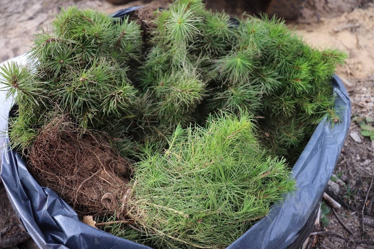 Смоленщина входит в число 10 лучших регионов России по эффективности ведения лесного хозяйства Смоленщина входит в число 10 лучших регионов России по эффективности ведения лесного хозяйства