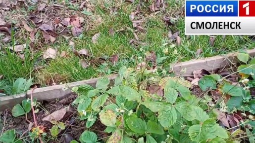 Урожай малины и земляники в ноябре!