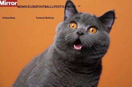 Уход за кошкой: сколько стоит забота о любимце в 2025 году?