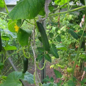 Почему огурцы не стоит сажать после перцев и баклажанов