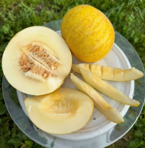 Дыня ‘Злато Скифов’: новое слово в садоводстве Подмосковья