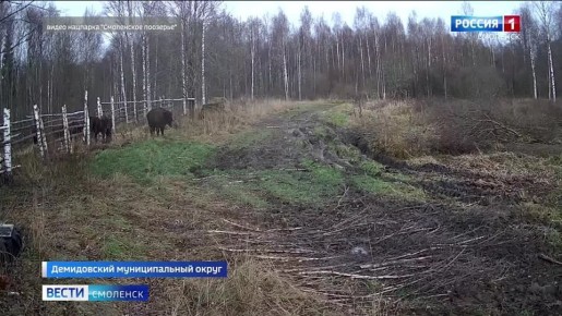 Зубры-старожилы «Смоленского Поозерья» «вызволили» новичков из карантина