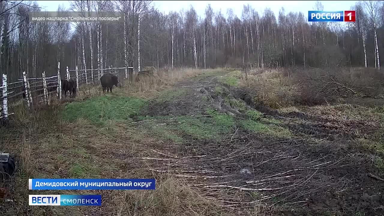 Зубры-старожилы «Смоленского Поозерья» «вызволили» новичков из карантина