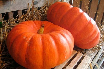 Тайны тыквы Ромашка: Как вырастить настоящий овощной шедевр