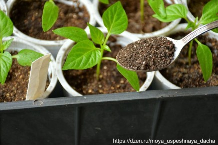 Успех урожая начинается с заботы о рассаде