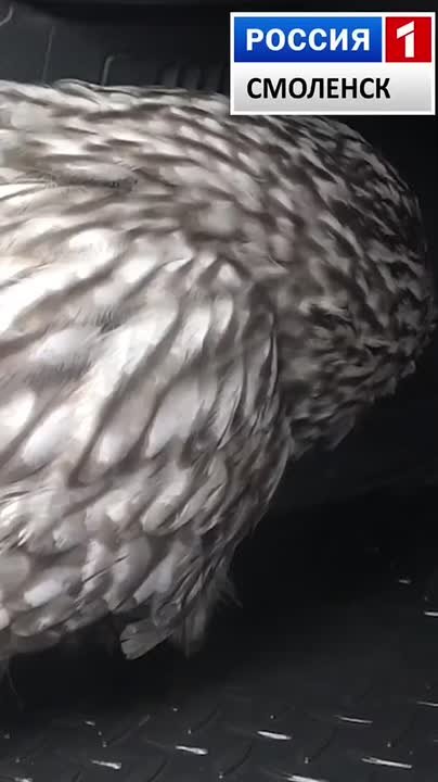 В Смоленске выхаживают птицу, занесенную в Красную книгу