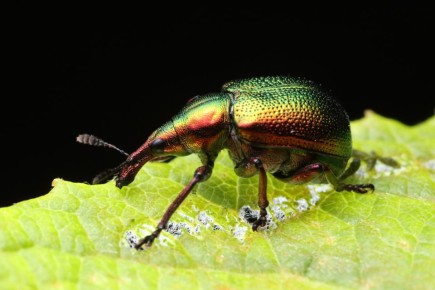 Неуловимые вишневые долгоносики: как защитить свои растения