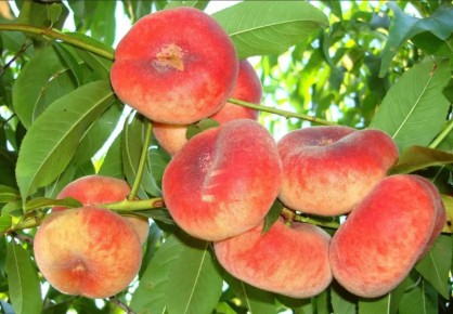 Инжирный персик: тайны необычного фрукта