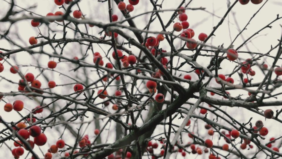 Безопасная прогулка в парке