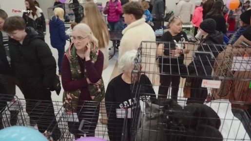 34 питомца обрели семью на прошедшей выставке-раздаче «Путь домой»