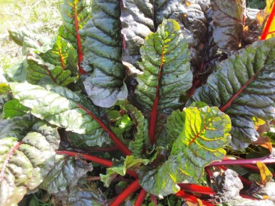 Как мангольд стал звездой кухонь: готовим пироги с начинкой из зелени и брынзы