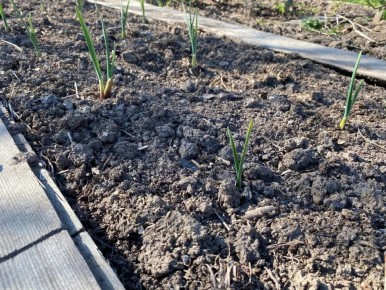 Что делать, если осенний чеснок начал прорастать: советы для садоводов