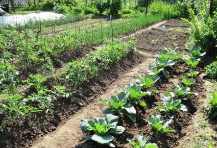 Грядки для вашего огорода: какие из них принесут максимум урожая?