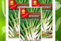 Лук Чиполлино: как вырастить уникальную зелень на своем огороде