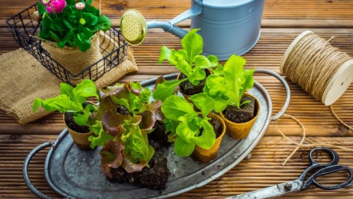 Рассада попрет как на дрожжах: вот что нужно сделать с почвой перед посевом семян