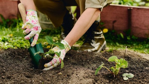 Летняя посадка клубники: секреты успеха для дачников