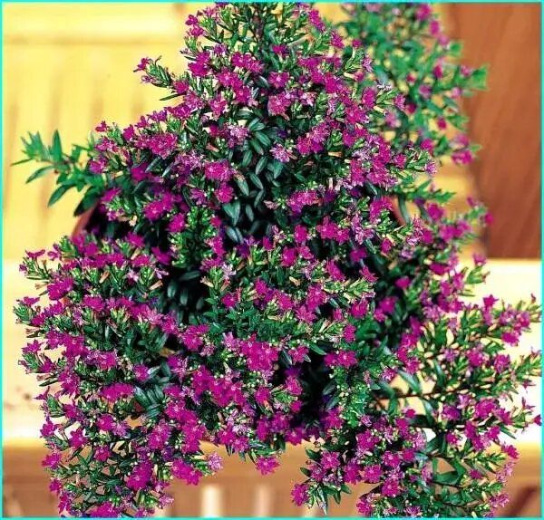 Куфея: яркий акцент для вашего сада и дома