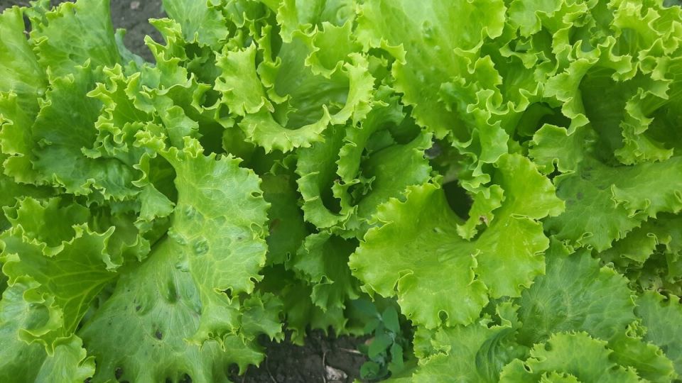 На грядках или в магазине: стоит ли тратить силы на дачу?