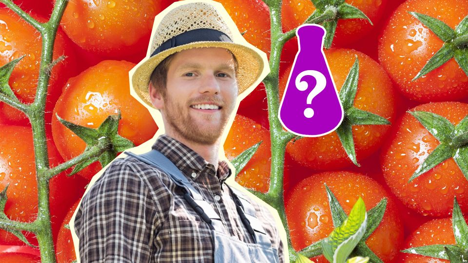 Недозревшие томаты покраснеют на ветках за 2 дня: пригодится аптечный пузырек