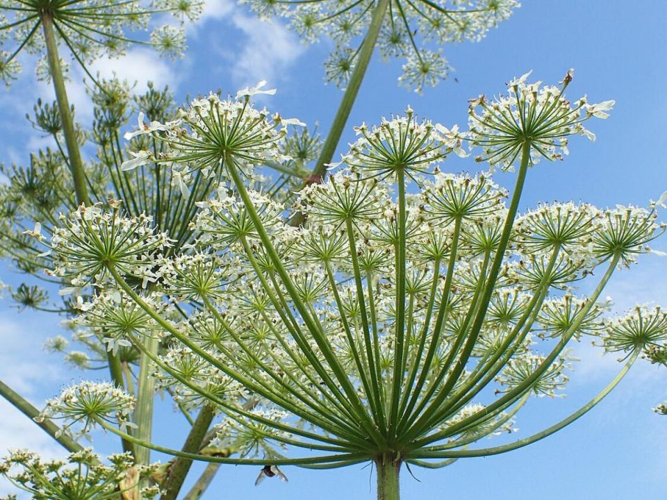 Опасные красотки: 8 растений, которые не стоит держать на своем участке