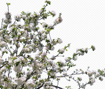 Необычный способ предсказать урожай: как ветки деревьев могут рассказать о будущем