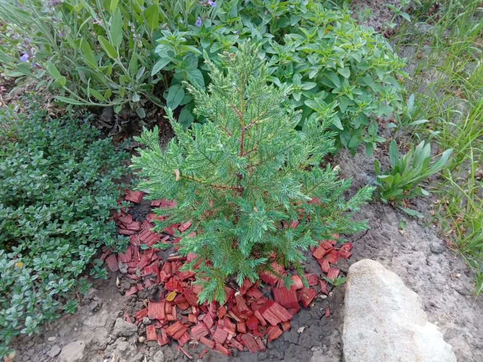 Почему можжевельник 'Стрикта' — идеальный выбор для засушливого садового участка