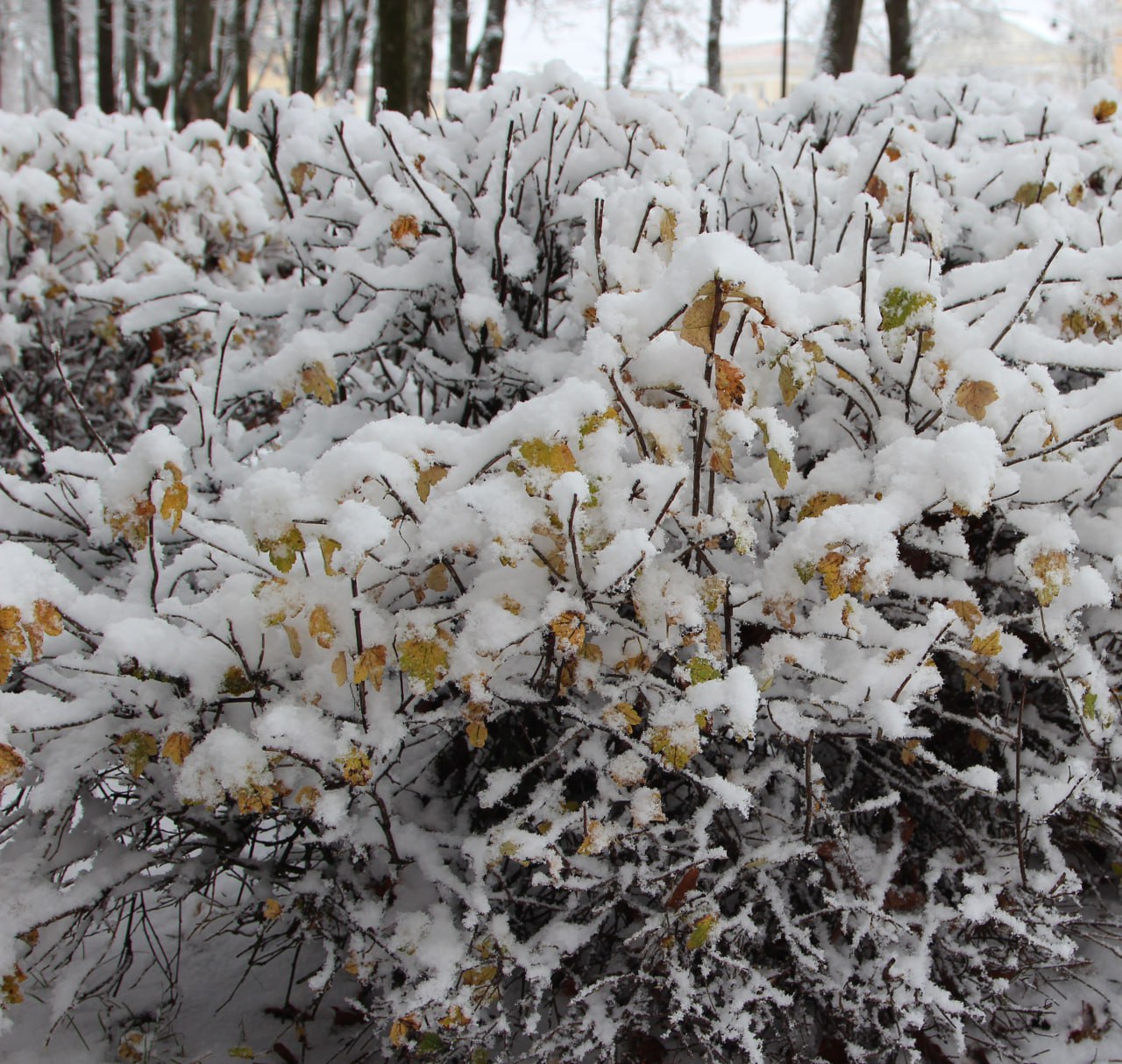 Друзья, на этой неделе Смоленскую область ждет облачная погода с осадками в виде снега и мокрого снега, возможно налипание мокрого снега на провода и деревья Друзья, на этой неделе Смоленскую область ждет облачная погода с осадками в виде снега и мокрого снега, возможно налипание мокрого снега на провода и деревья