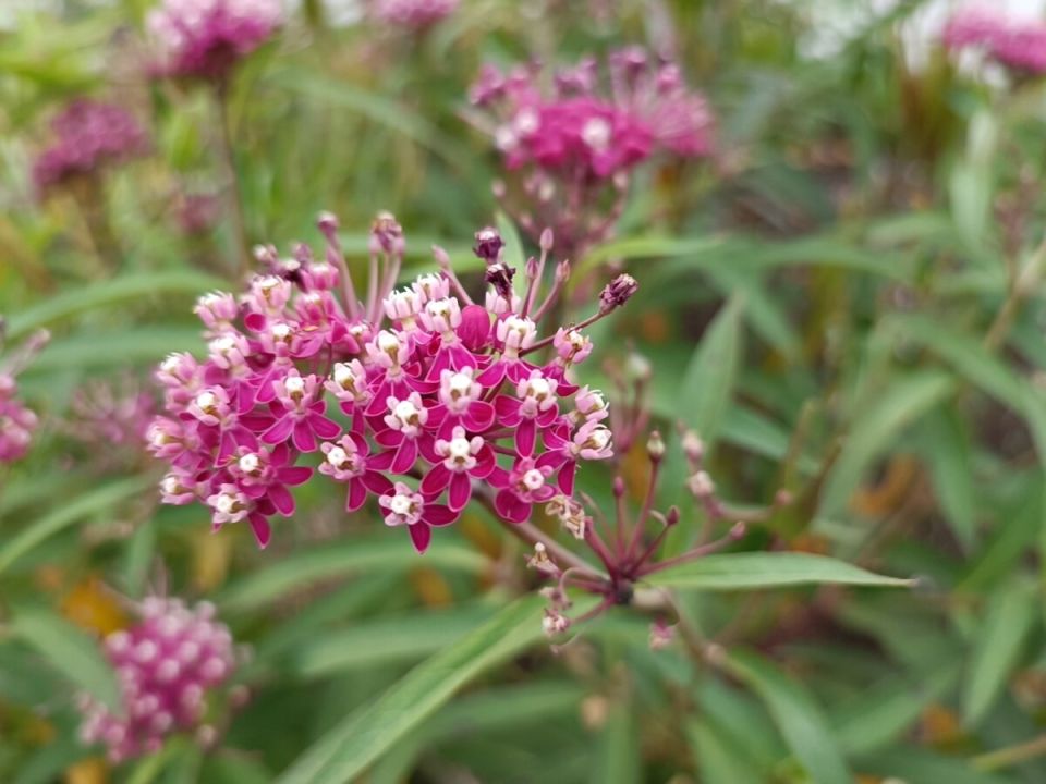 Загадочный ваточник: украшение сада и источник меда с целебными свойствами