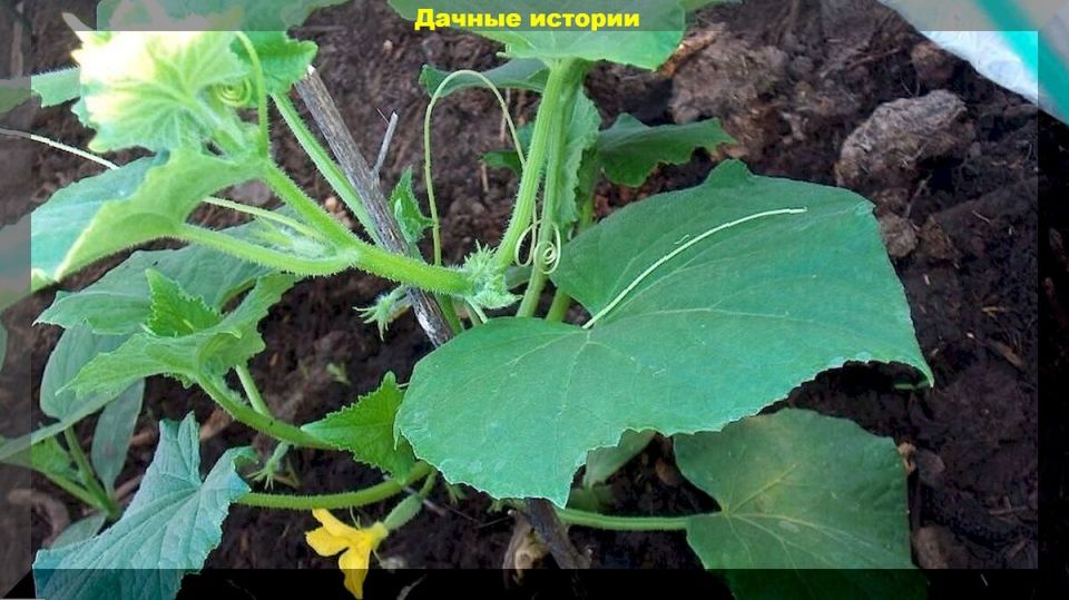 Огурцы влетят в лето: советы по агротехнике для успешного урожая