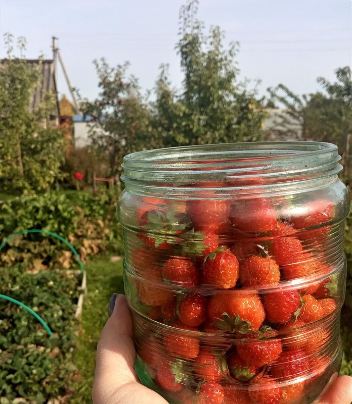 Клубника круглый год: секреты ремонта и наслаждения