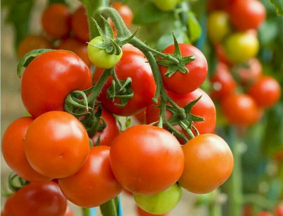 Как аспирин помогает помидорам: секреты получения богатого урожая