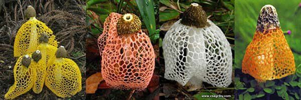 Загадочная сетконоска: гриб с вуалью, который привлекает внимание