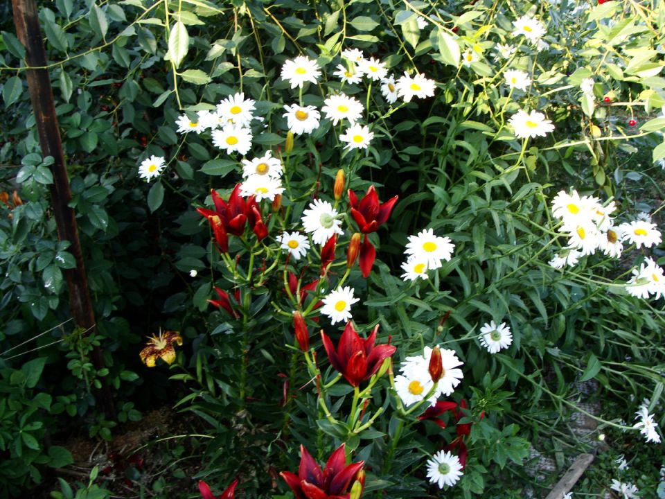 Работа на даче: радость и здоровье в каждом дне