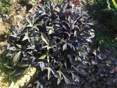 Ипомея батат: как вырастить этот яркий акцент в вашем саду